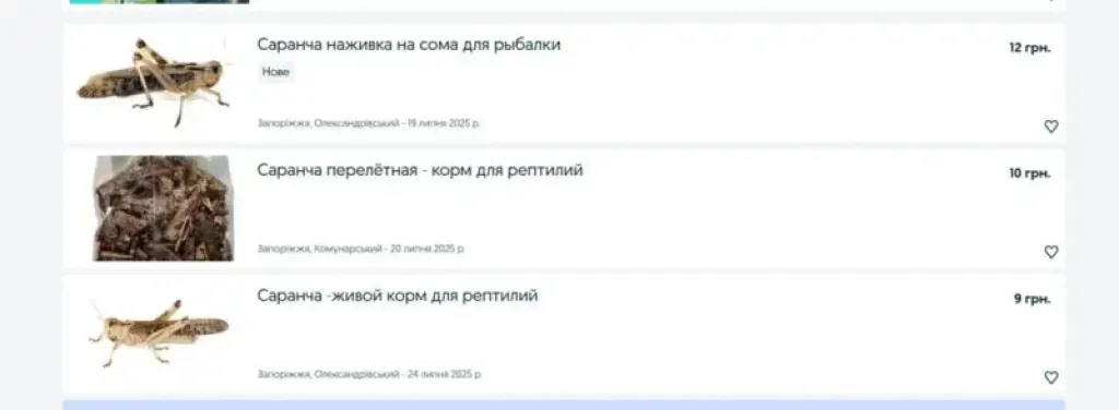 Сарана на продаж: українці масово ловлять комах і виставляють в інтернет