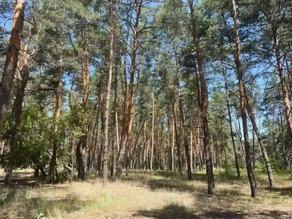 Ліси Орлівщини: соснові бори, озера та тиша за годину від Дніпра