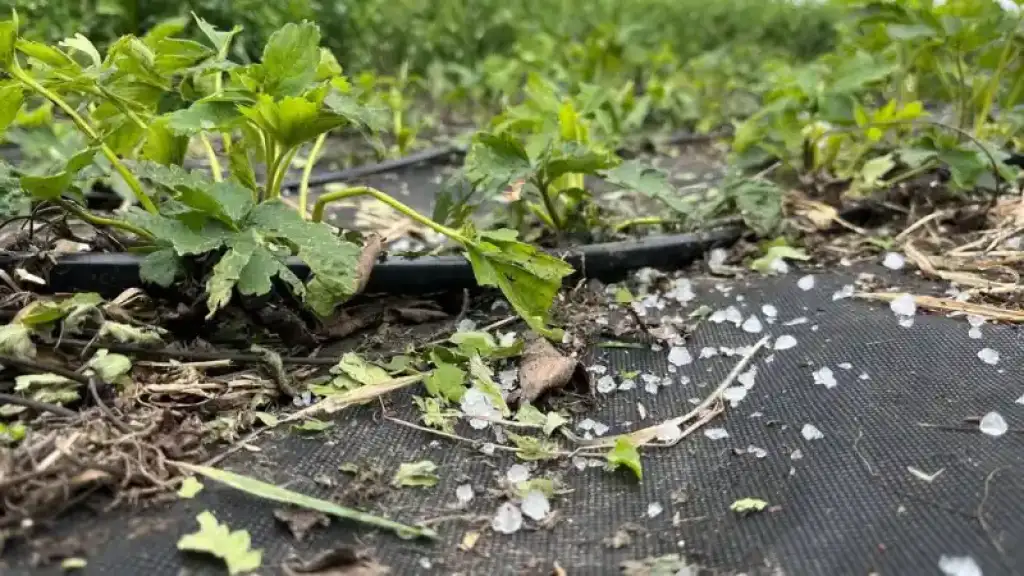 Град, спека й суховії: як середина липня позначилася на врожаї на Дніпропетровщині