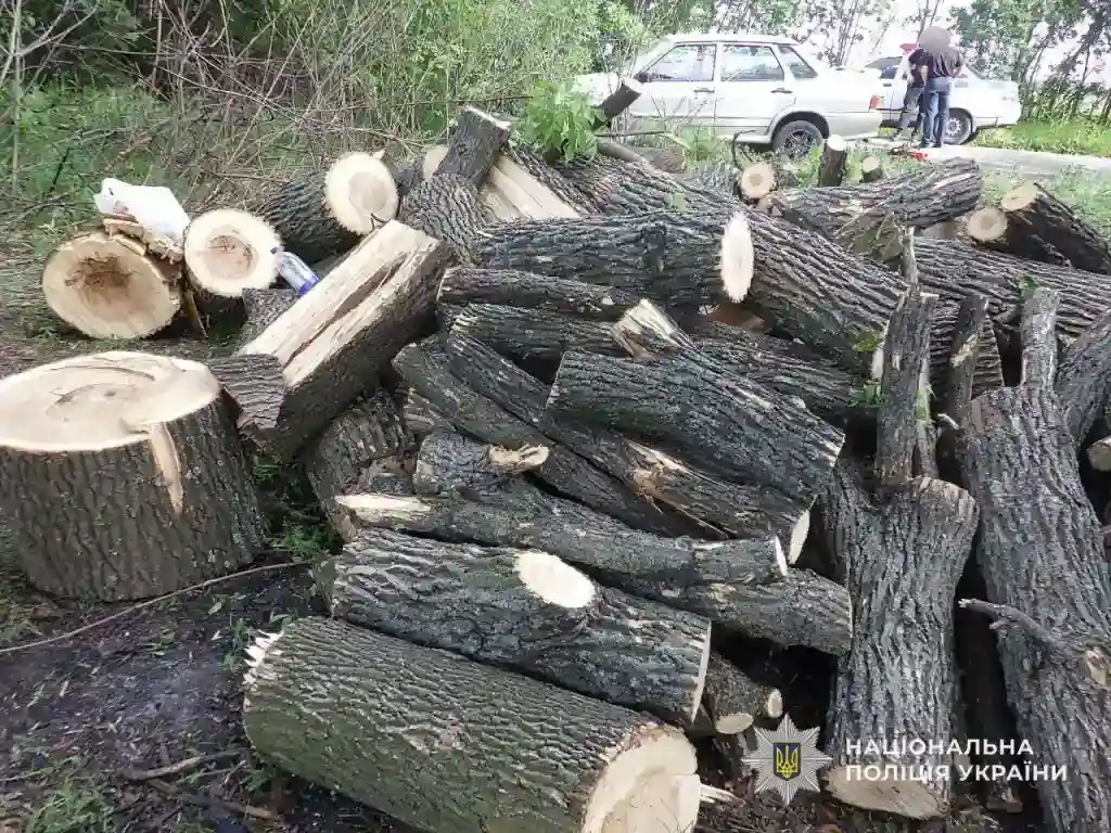 У Дніпропетровській області судитимуть трьох «чорних лісорубів» за незаконну вирубку