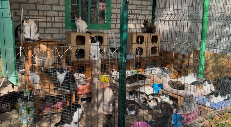 “Я хочу, щоб у кожної тваринки був свій дім”: історія котоготелю у Павлограді