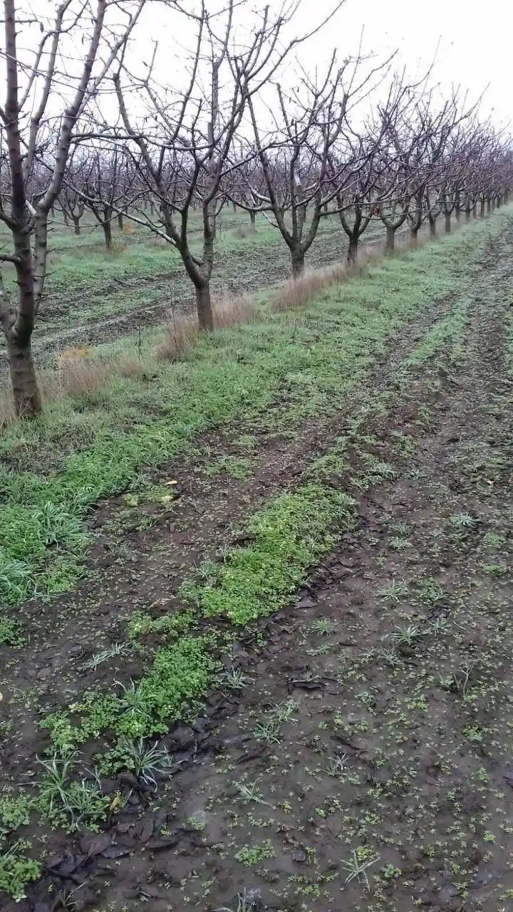 Як доглядати за садом узимку: поради садівника з прифронтової Нікопольщини