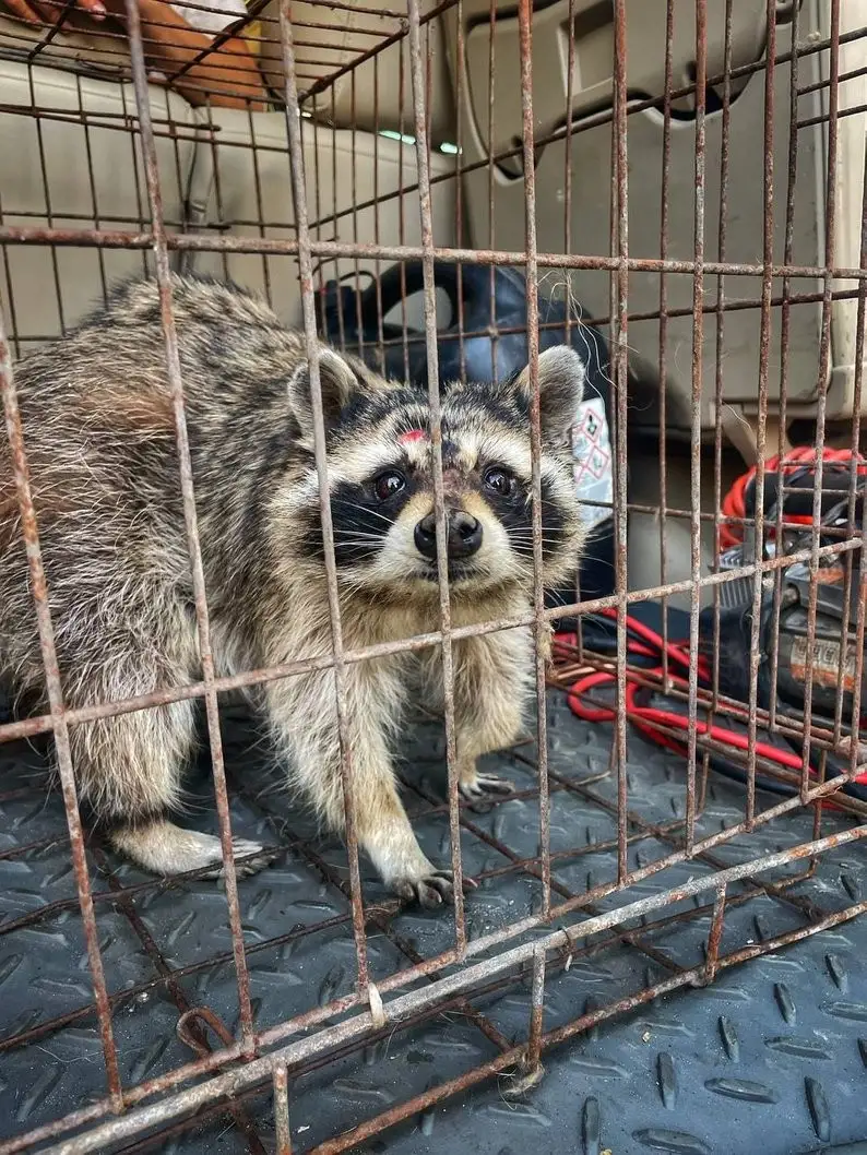 Доля з присмаком війни: історія єнотихи Дашки, яка знайшла прихисток на Дніпропетровщин