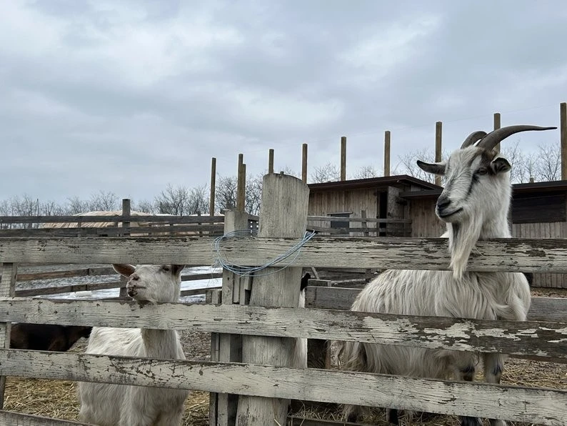 Шість врятованих життів: як кози з Куп’янська знайшли прихисток на Дніпропетровщині