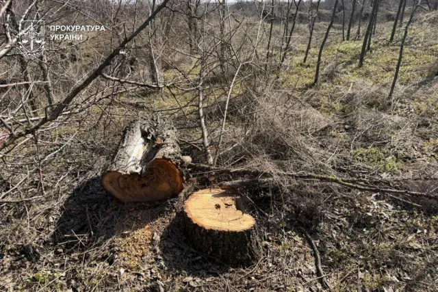 Ціна зрубаних дерев: мешканцю Криворіжжя загрожує відповідальність за шкоду заказнику «Візирка»