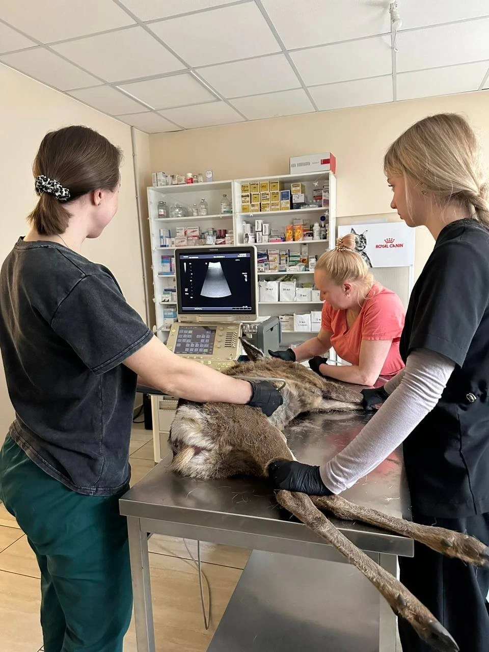 Боротьба за життя на узбіччі: історія порятунку травмованої косулі під Дніпром