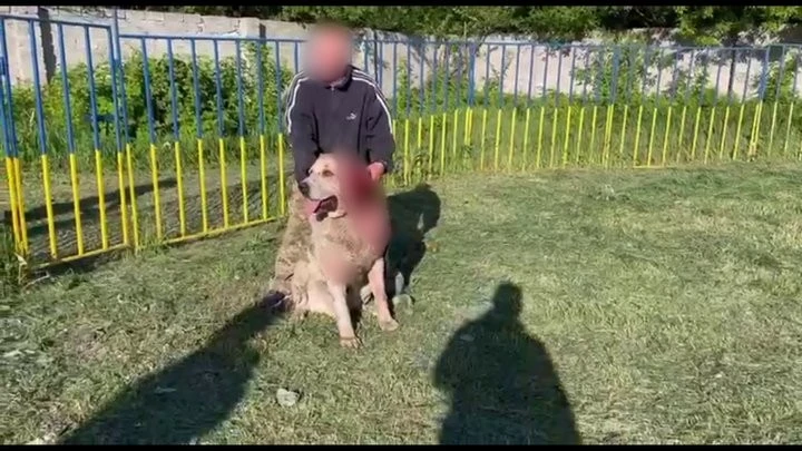 На Криворіжжі розслідують організацію кривавих собачих боїв під виглядом селекційних тестів