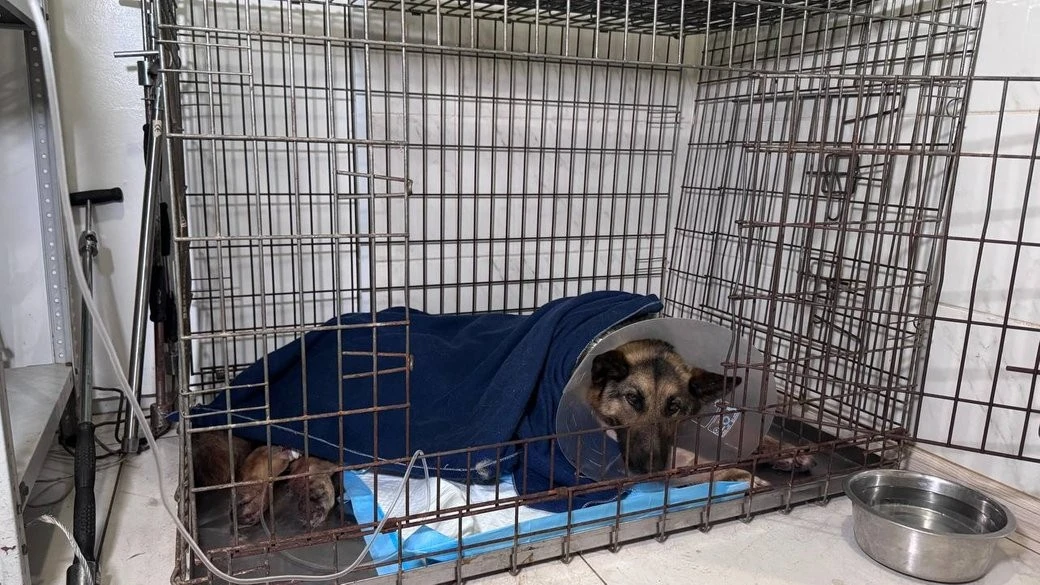 У Кривому Розі рятують вівчарку, яка постраждала від російської атаки