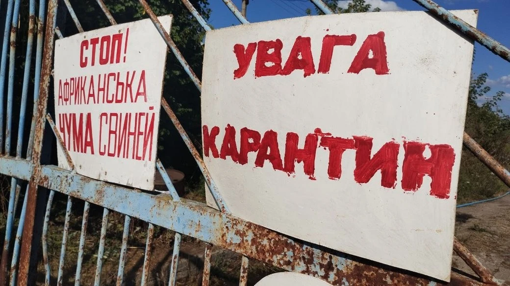 Безпека на Дніпропетровщині: через африканську чуму свиней запроваджено суворий карантин
