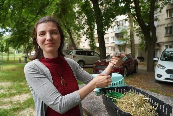 У Дніпрі виходжують шістьох осиротілих їжаченят після чергового російського обстр